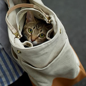 ilove.cat �� PORTER �Ƴ�ȫ�� Tote Bag